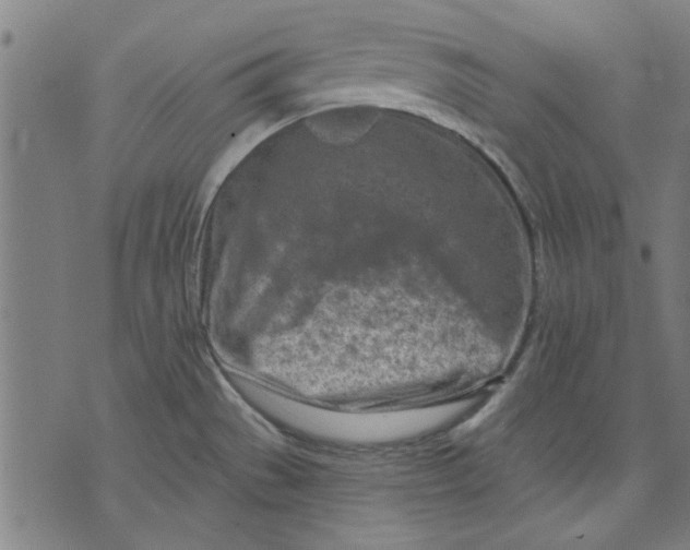 X0000071771529200607211519