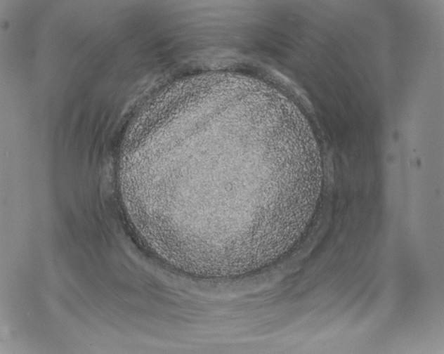 X0000071770018200607282224