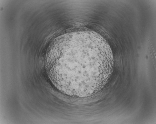 X0000071770043200607282224