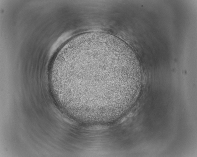 X0000071770198200607282221