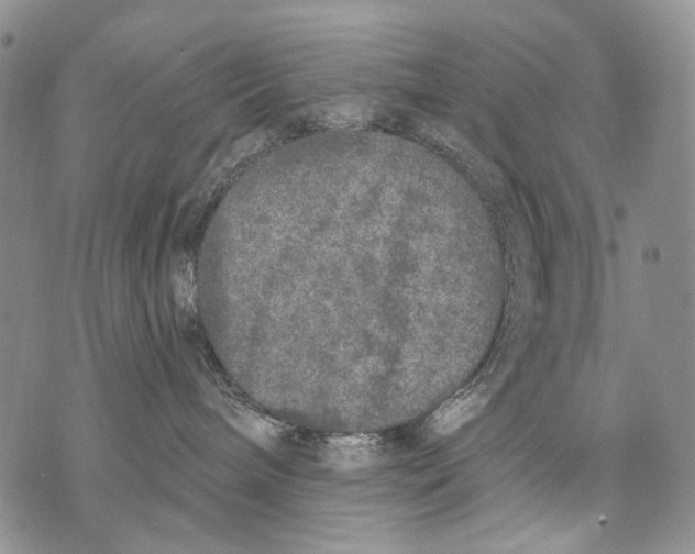 X0000071770240200607282221