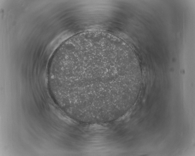 X0000071770290200607282220