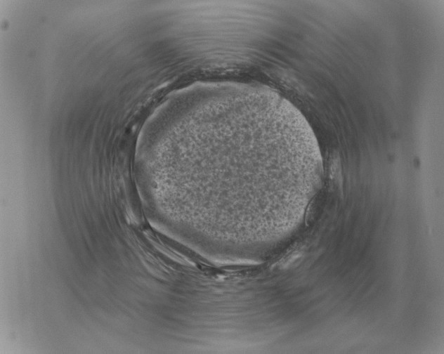 X0000071770868200607282211