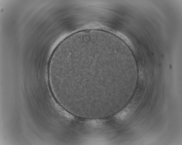 X0000071770950200607282210