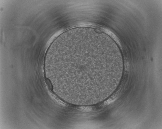 X0000071770954200607282210