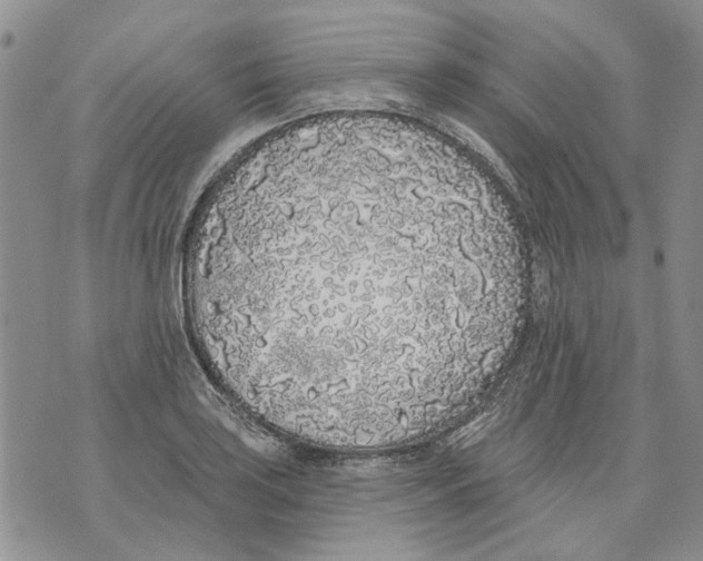 X0000071771035200607282208