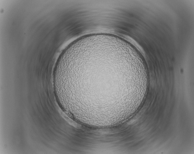 X0000071771388200607282202