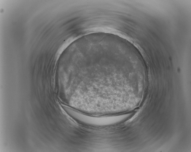 X0000071771529200607282200