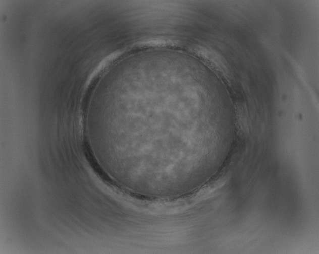 X0000071780016200606301231