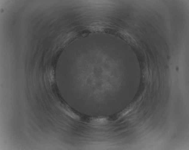 X0000071780081200606301231