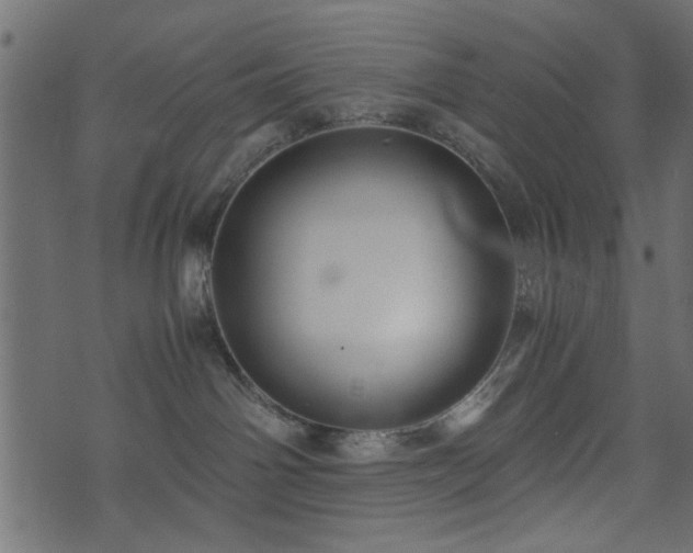 X0000071780142200606301229