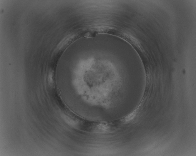 X0000071780166200606301229