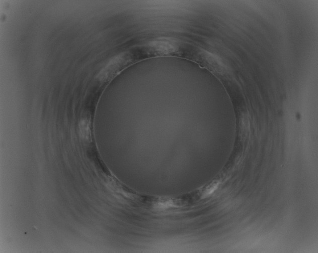 X0000071780177200606301229