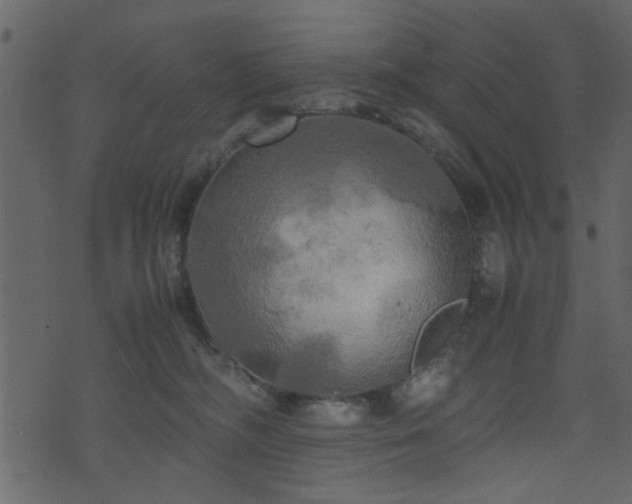 X0000071780326200606301226