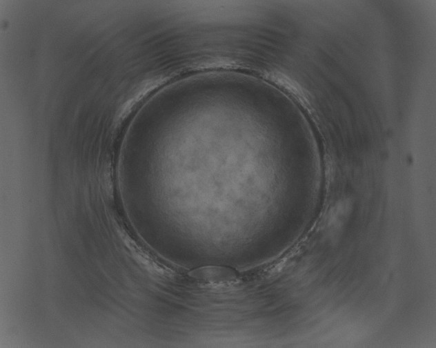 X0000071780345200606301226