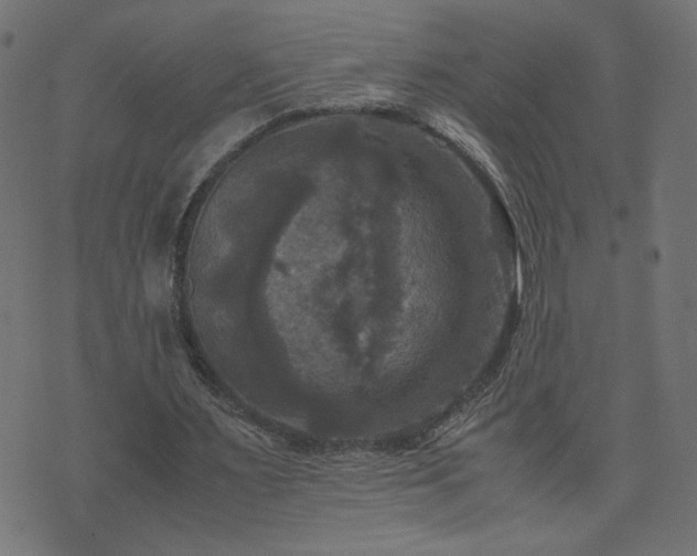 X0000071780483200606301224