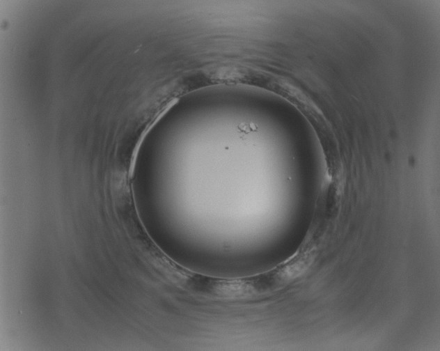 X0000071780521200606301223