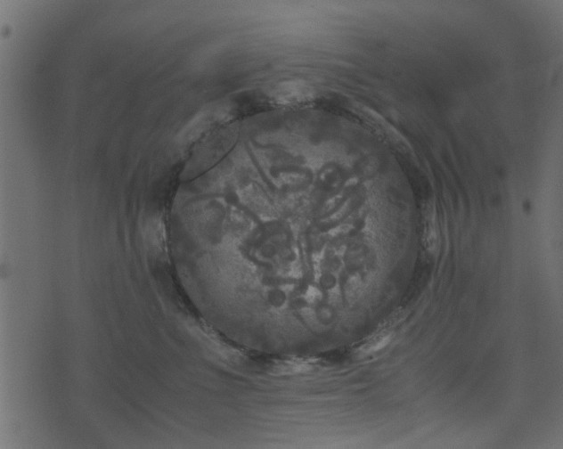 X0000071780523200606301223