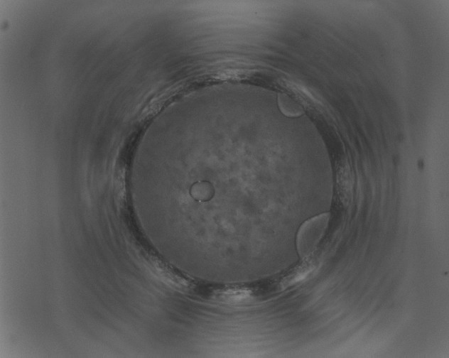 X0000071780554200606301223