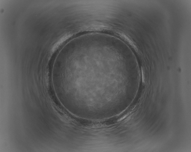 X0000071780675200606301221