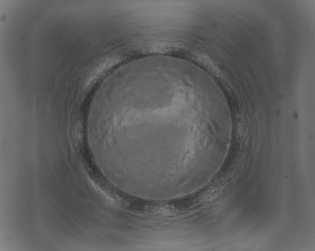 X0000071780683200606301221