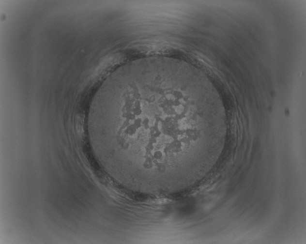 X0000071780695200606301220