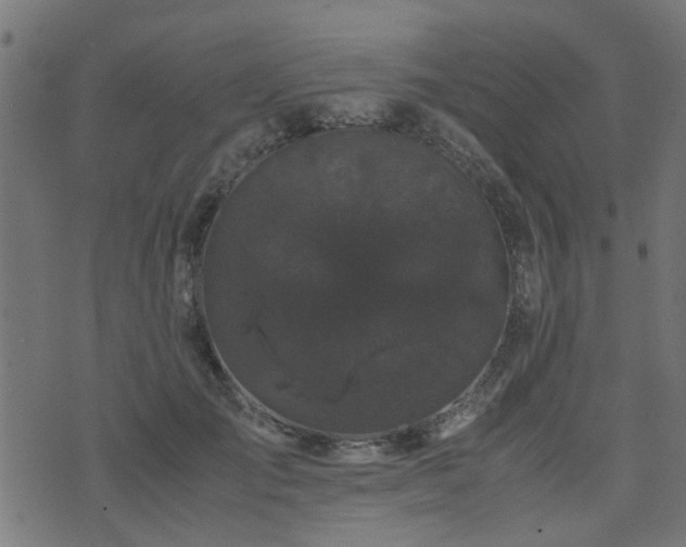 X0000071780701200606301220