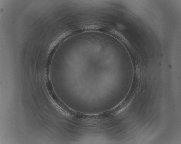 X0000071780725200606301219