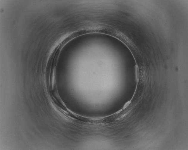 X0000071780726200606301219