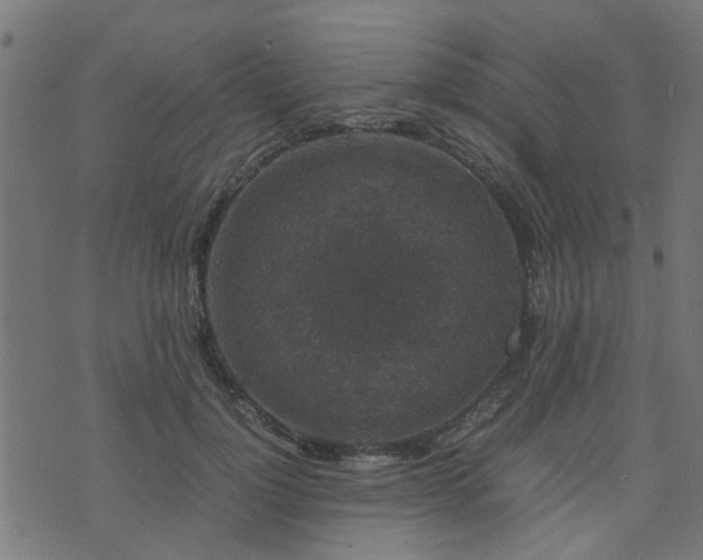 X0000071780748200606301220