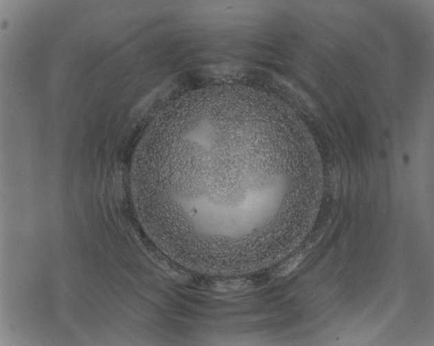 X0000071780757200606301220