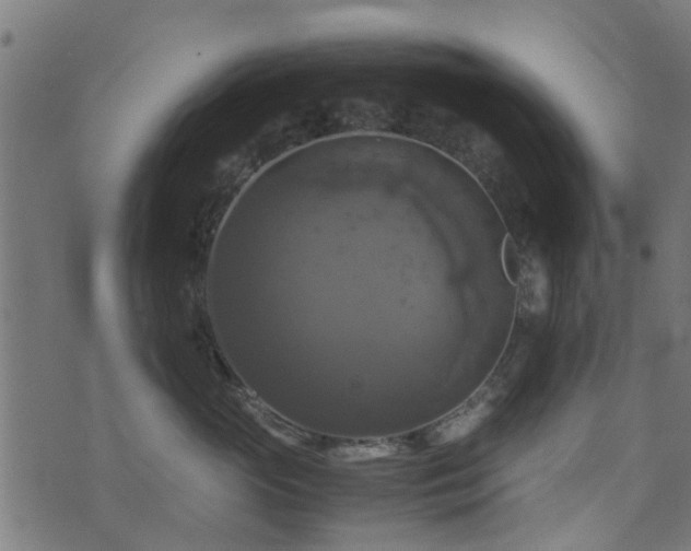 X0000071780765200606301220