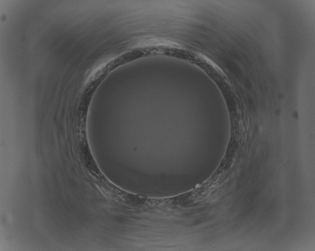 X0000071780775200606301219