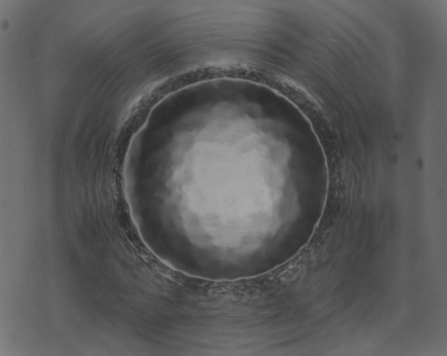 X0000071780776200606301219