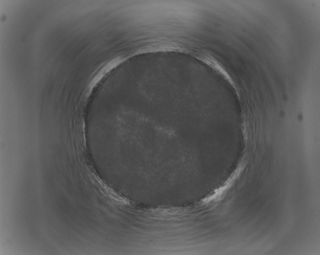 X0000071780781200606301219