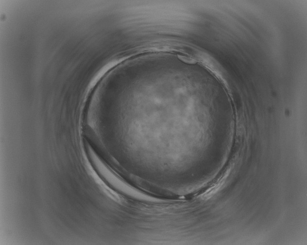 X0000071780803200606301219