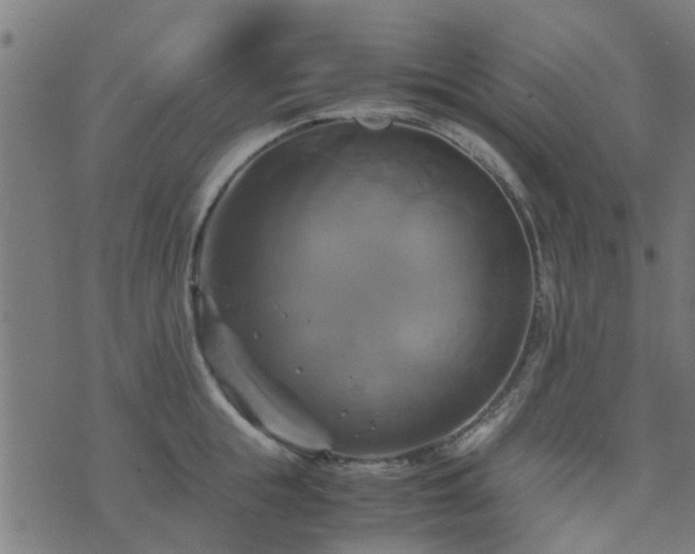 X0000071780855200606301218