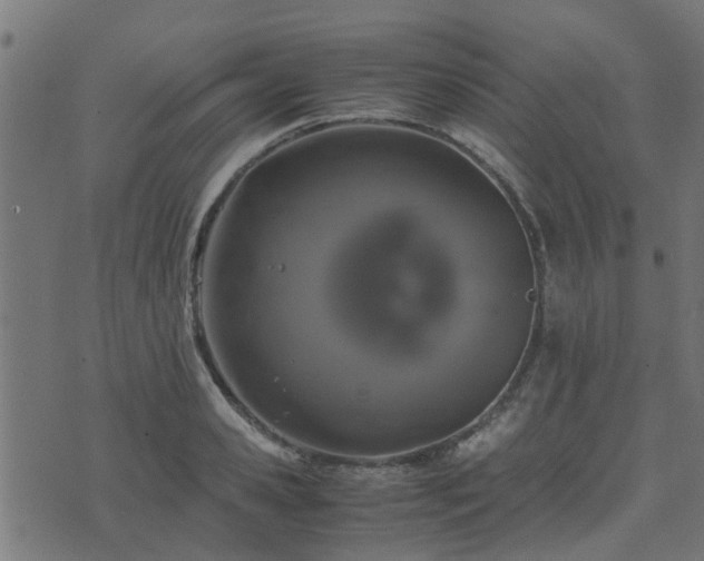 X0000071780941200606301217