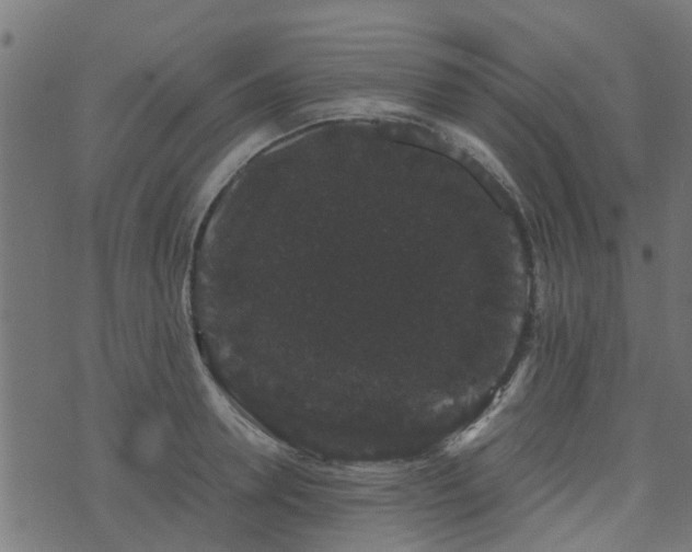 X0000071780946200606301217