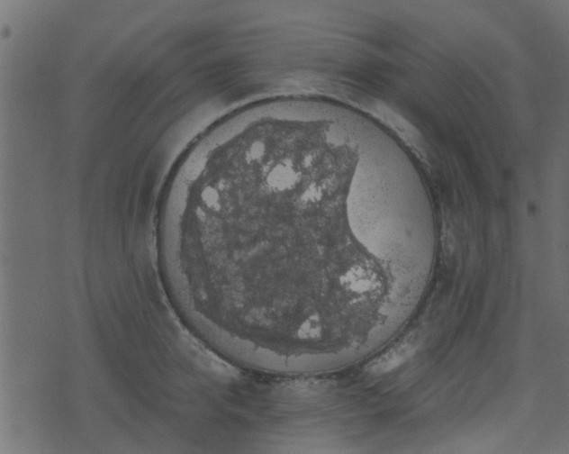 X0000071780950200606301217