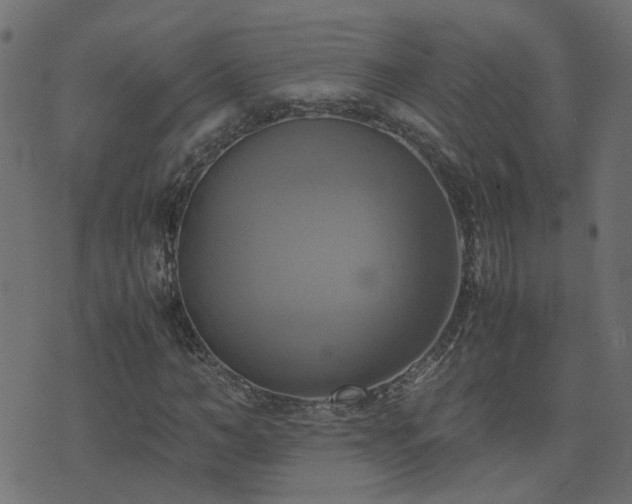 X0000071780966200606301216