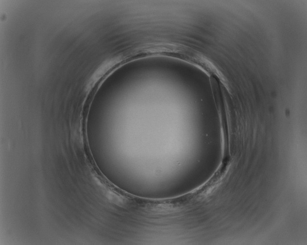 X0000071780986200606301216