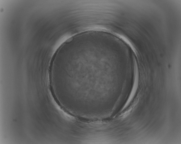 X0000071780999200606301215