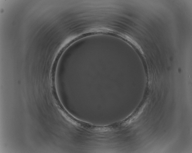 X0000071781037200606301215