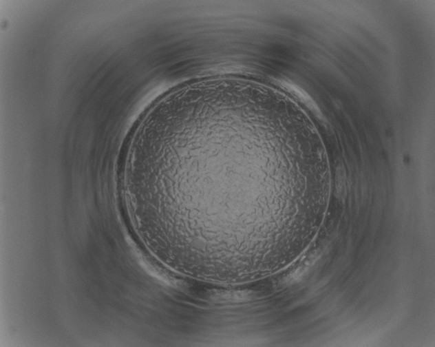 X0000071781039200606301215