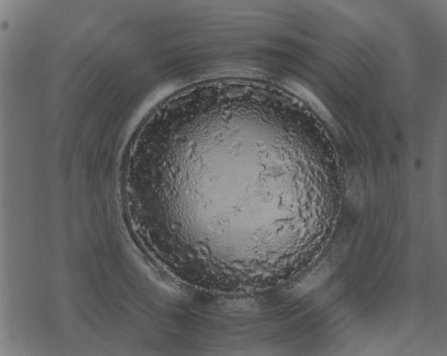 X0000071781043200606301215