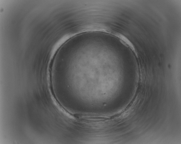 X0000071781096200606301214