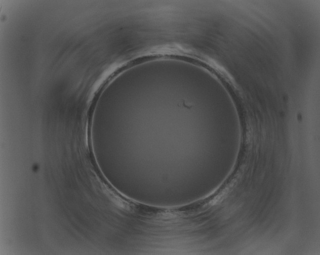 X0000071781224200606301212