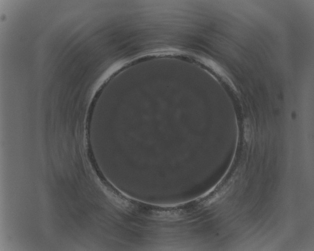 X0000071781229200606301212