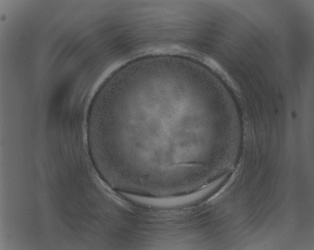 X0000071781232200606301212